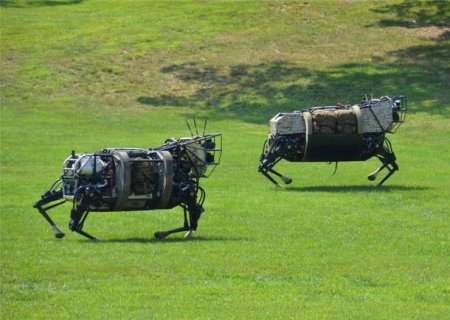 ABŞ-ın vəhşi pişik robotu