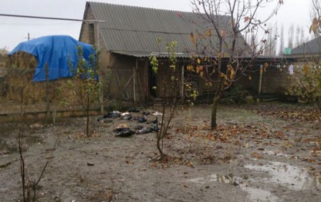 Xudatda yırtıcılar kəndə hücum edib