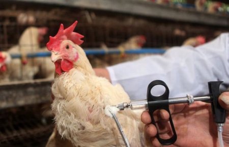 Kanadada “quş qripi” virusu aşkarlanıb