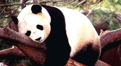 Panda dişlədi, 80 min dollar aldı