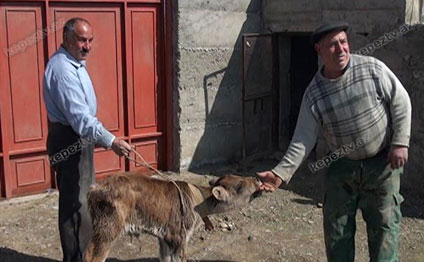 Ağstafada qəribə buzov doğuldu