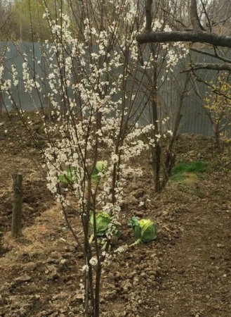 İçərişəhərdəki möhtəşəm Novruz Festivalından reportaj