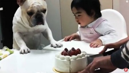 Bu it internetin ulduzu oldu