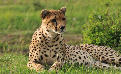 Zooparkda vahiməli anlar: uşaq vəhşi heyvanın qəfəsinə yıxıldı