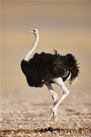 Afrikadan super şəkillər