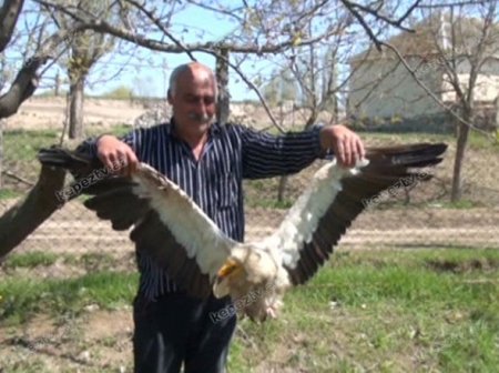 Həyətə düşən yırtıcı ev sahiblərinə qorxulu anlar yaşatdı