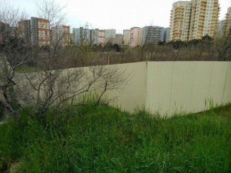 Bakıda ağacları kəsib polis və məhkəmə binası tikirlər