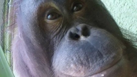 Meymunlar da "selfi" çəkməyi öyrəndilər