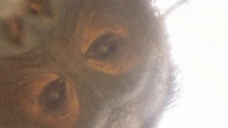Meymunlar da "selfi" çəkməyi öyrəndilər
