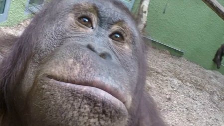 Meymunlar da "selfi" çəkməyi öyrəndilər