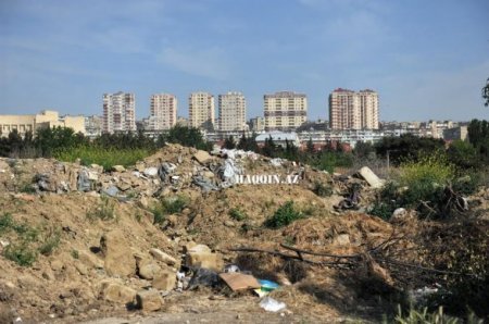 Bakıdakı dendropark belə məhv edildi...