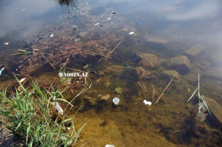 Bakıdakı dendropark belə məhv edildi...