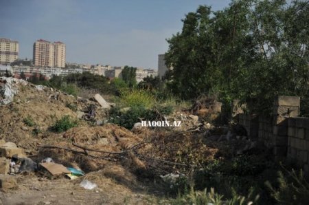 Bakıdakı dendropark belə məhv edildi...