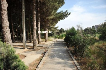 Bakıdakı dendropark belə məhv edildi...
