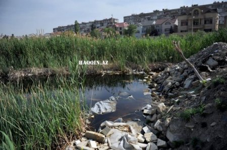 Bakıdakı dendropark belə məhv edildi...