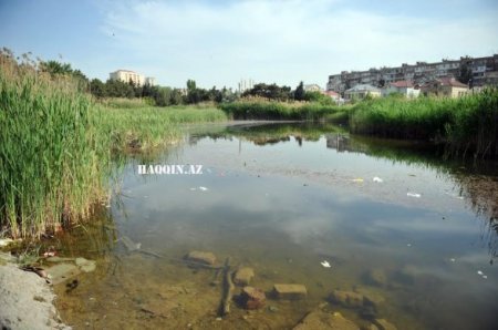 Bakıdakı dendropark belə məhv edildi...