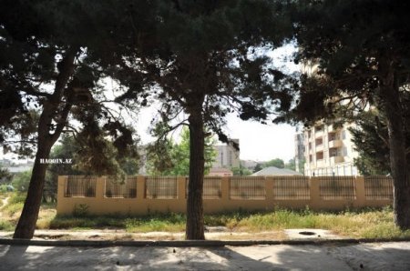 Bakıdakı dendropark belə məhv edildi...