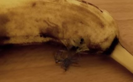 Banan yeyəndə iki dəfə düşünün