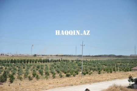 Oliqarxlar balta götürüb İlham Əliyevin ağaclarına hücum etdi Oliqarxlar balta götürüb İlham Əliyevin ağaclarına hücum etdi