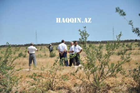 Oliqarxlar balta götürüb İlham Əliyevin ağaclarına hücum etdi Oliqarxlar balta götürüb İlham Əliyevin ağaclarına hücum etdi