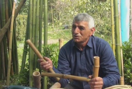 Çinlilərin “həyat ağacı” Lənkəranda