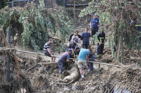 Tbilisi zooparkı daşqından sonra