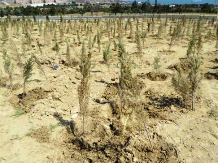 «Dostluq» parkında villaların söküntüsü dayandırılıb
