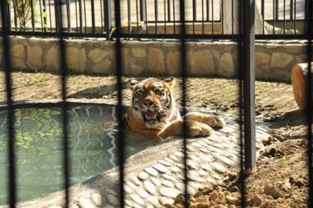 Leyla Əliyeva Bakı Zooloji Parkında yeni qəfəsin açılışında