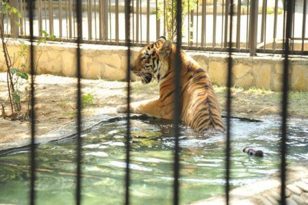 Leyla Əliyeva Bakı Zooloji Parkında yeni qəfəsin açılışında