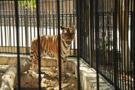 Leyla Əliyeva Bakı Zooloji Parkında yeni qəfəsin açılışında