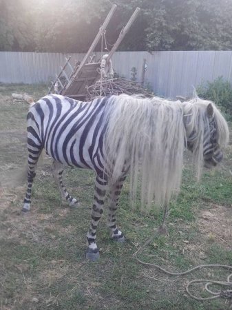 İsmayıllıda atdan zebra düzəltdilər