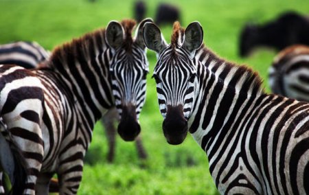 İsmayıllıda atdan zebra düzəltdilər
