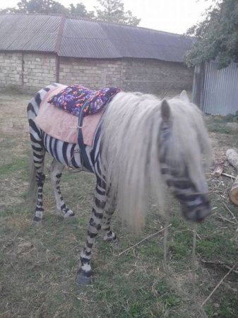 İsmayıllıda atdan zebra düzəltdilər