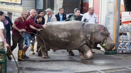 Tbilisi begemotunun Rusiyada qohumları varmış