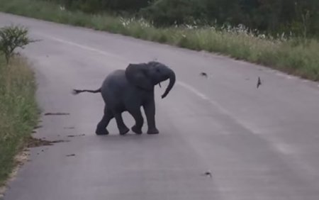 Fil balası oyunu ilə görənləri əyləndirir