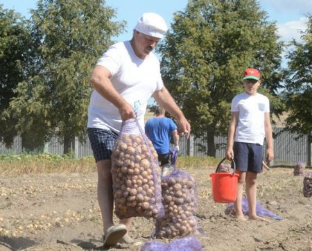 Lukaşenko 70 kisə kartof yığdı