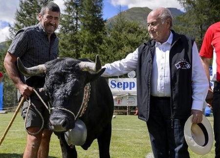 Blatterə inək bağışladılar