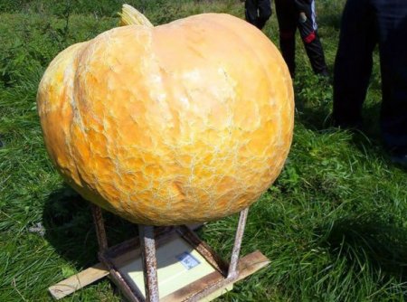 Mehriban qonşular arasında bölünəcək balqabaq
