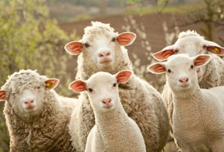Dövlət Xidməti Qurban bayramı ilə əlaqədar olaraq əmr imzaladı