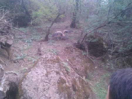 Qaxda nəhəng quş insanlara hücum etdi