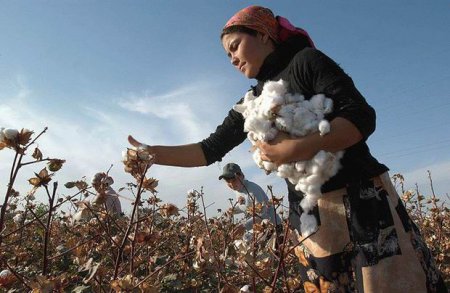 Baş nazirin gəlişi şərəfinə yığılmış pambığı yapışdırdılar
