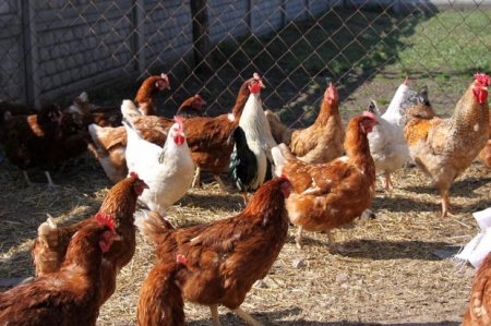 Cəlilabadda toyuq cücənin ağzını “skoç”layıb oğurladılar