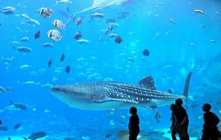 Azərbaycandan olan milyarderlər Rusiyada okeanariumun tikintisindən imtina etdilər