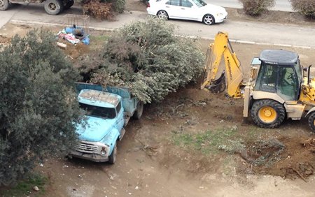 Leyla Əliyevanın təşəbbüsü ilə əkilən ağacları kim məhv etdi?