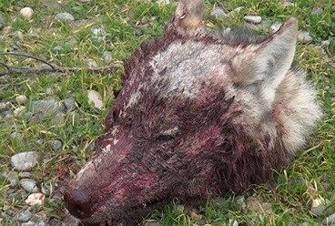 Azərbaycanda canavar gənci parçaladı