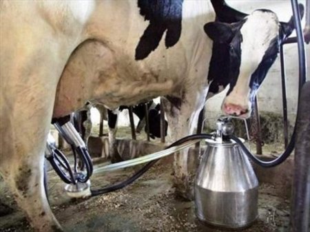 Hamamda süd sexi, yaxud ağartı məhsullarının qara günləri...