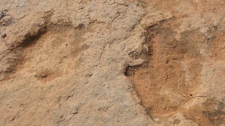 Tunisdə dinozavrların ayaq izləri tapıldı