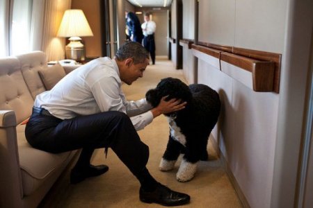 Obamanın itini oğurlamaq istədilər