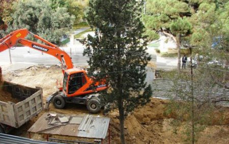 Ağac “qətliamına” görə 4000 manat cərimələndi