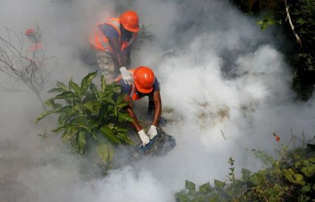 İki mindən çox hamilə kolumbiyalı qadın Zika virusuna yoluxub
